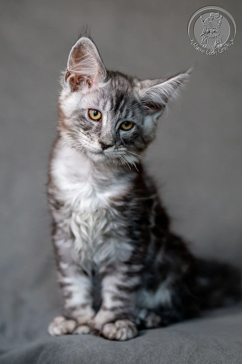 Sirius 