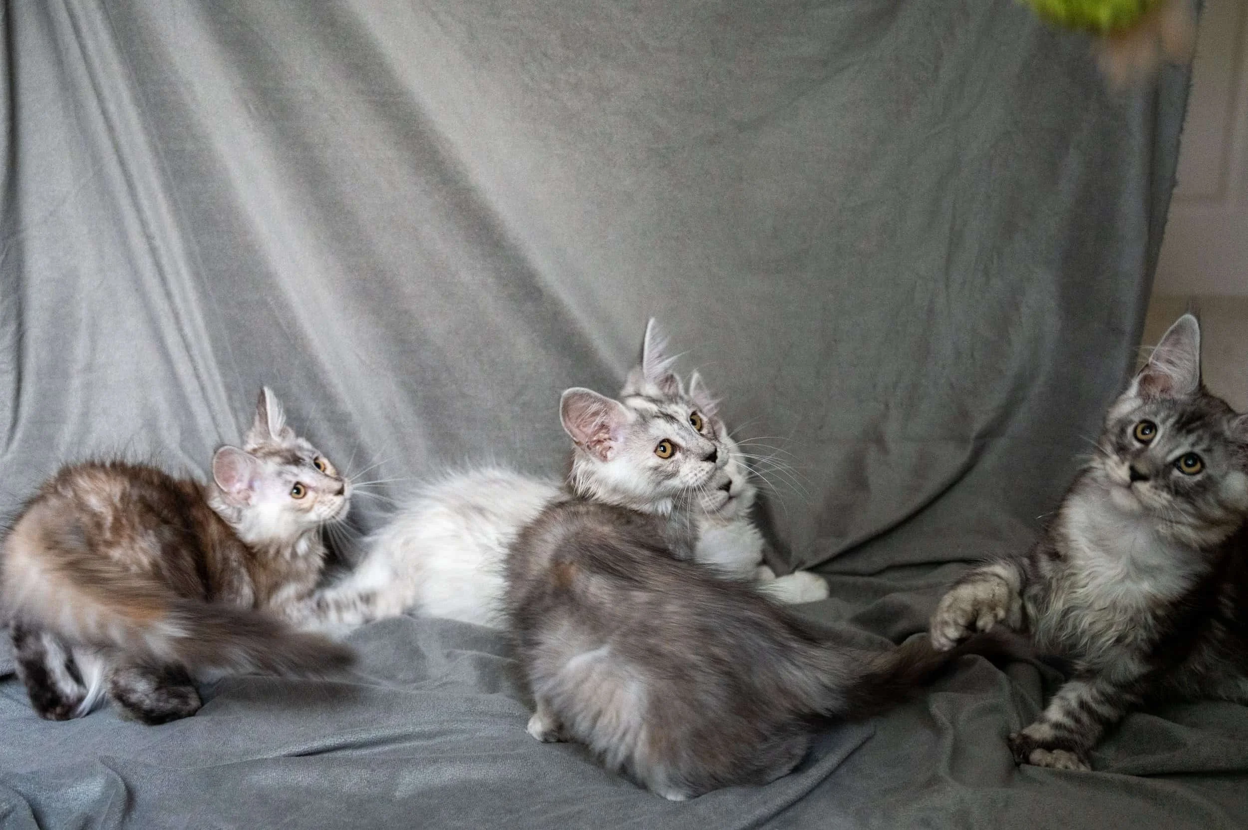 When Is The Right Time To Take A Kitten Home?