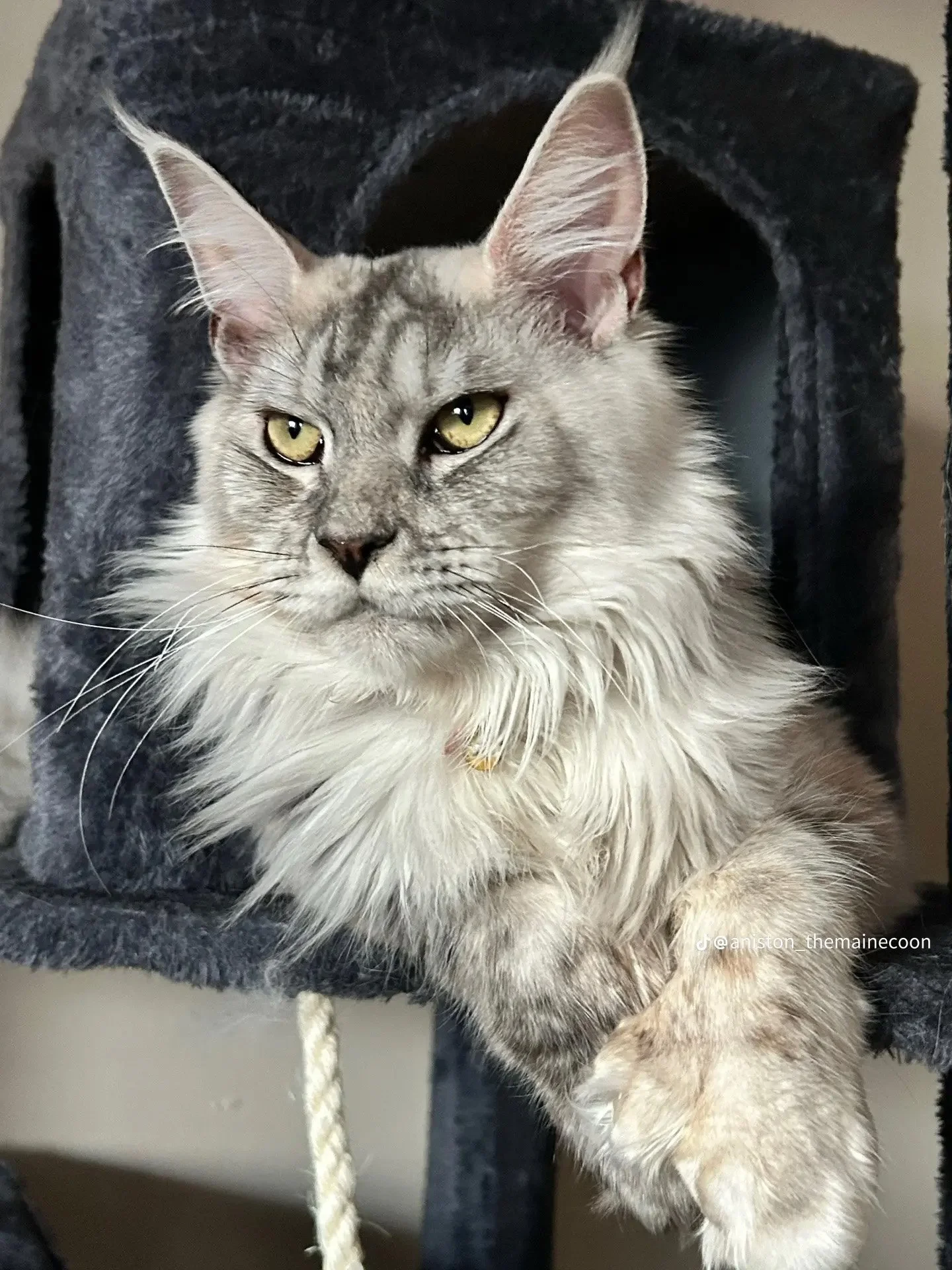 Aniston (formerly Molly)