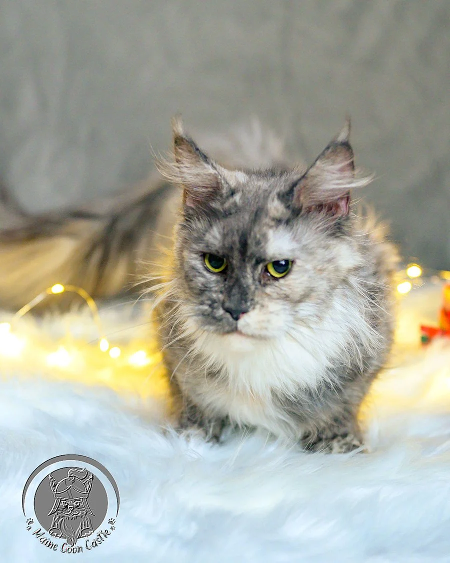 Julietta – Blue Smoke Tortie Maine Coon Female