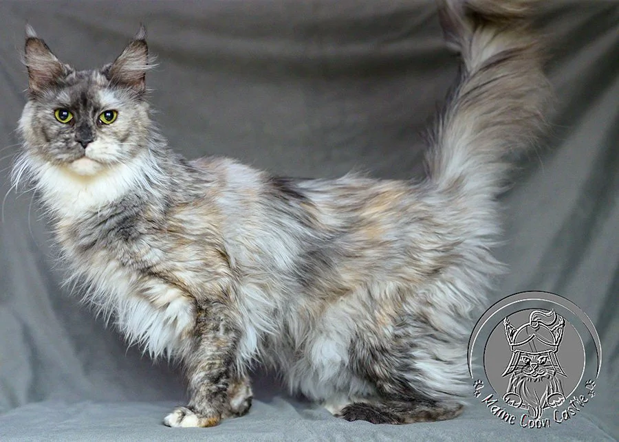 Julietta – Elegant Blue Smoke Tortie Maine Coon