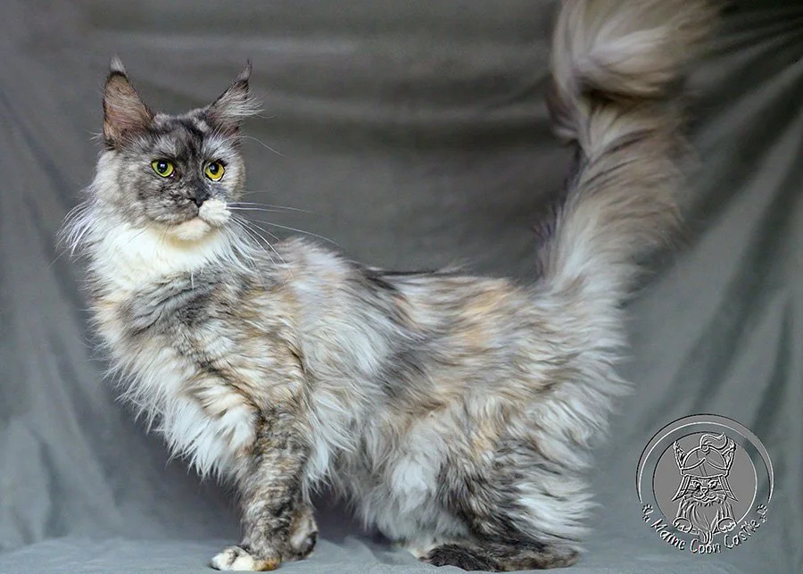 Blue Smoke Tortie Maine Coon Female Julietta – Classic Structure