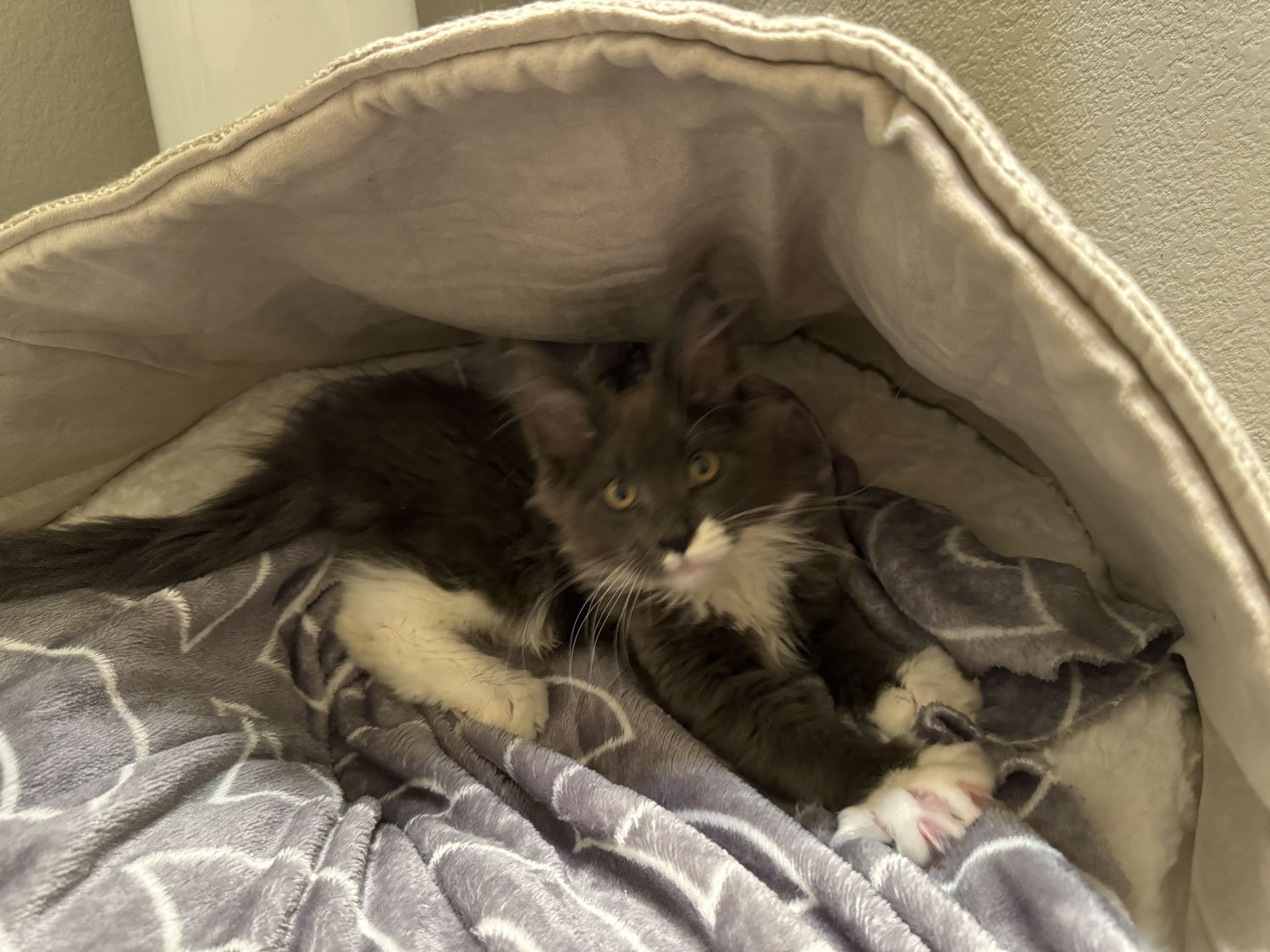 Maine Coon Castle King - Eli