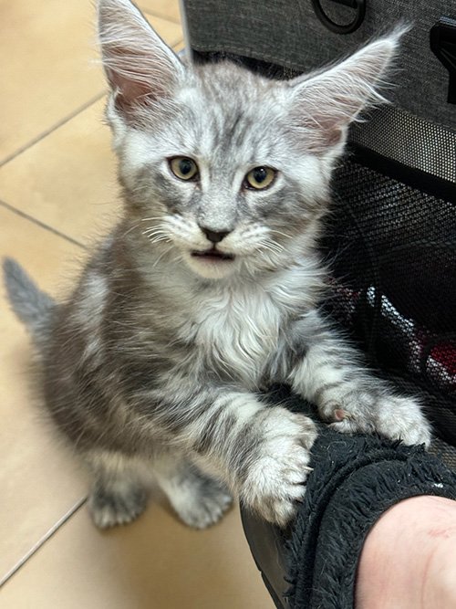 View of Purebred Maine Coon Kittens | Home-Raised with DNA Testing