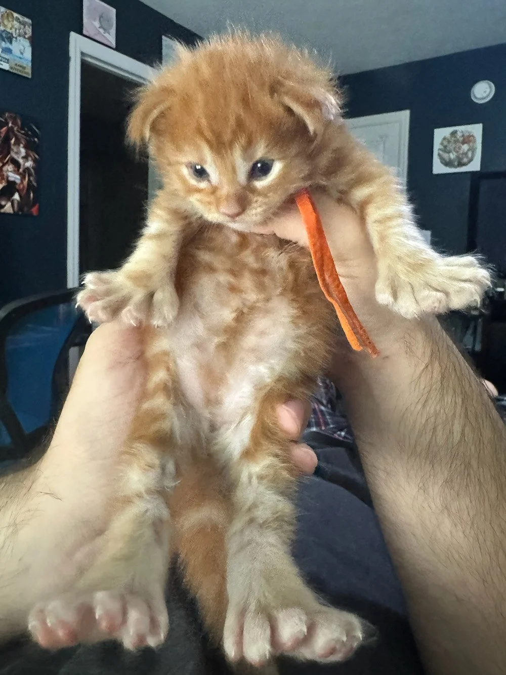 Cheese - Male Red Polydactyl Maine Coon