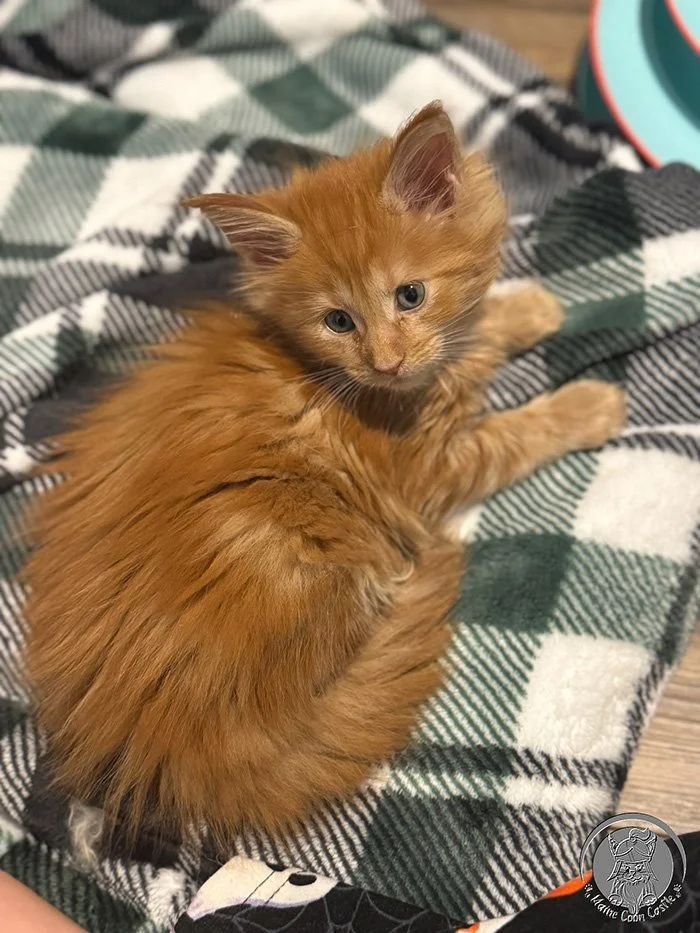 Nacho - Maine Coon Female Kitten at 4 1/2 weeks