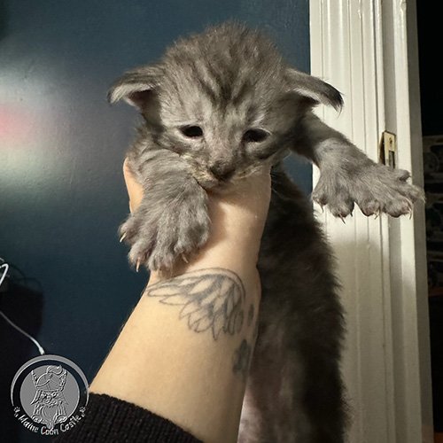 Sirius