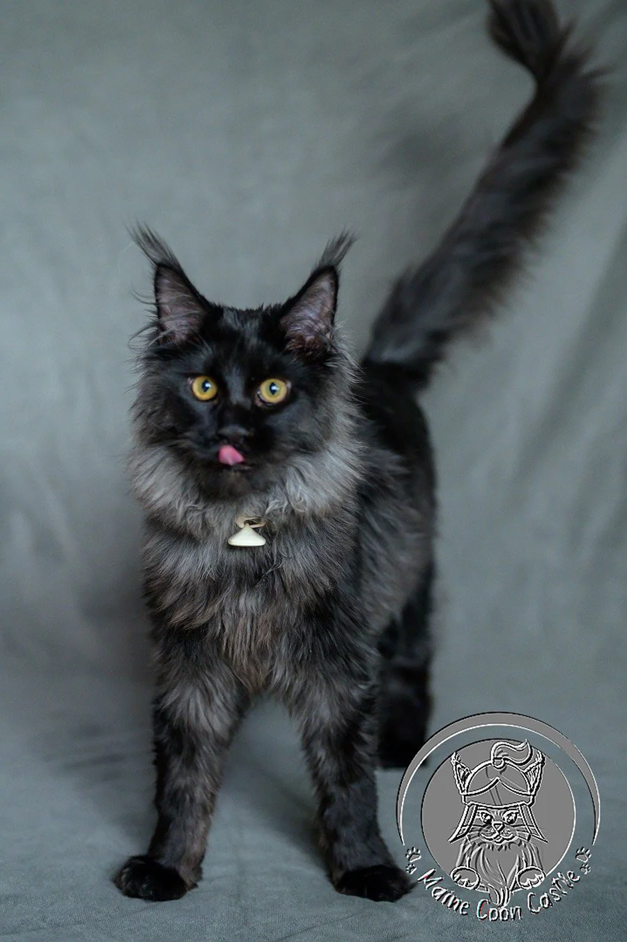 Xenith, Affectionate Black Smoke Maine Coon Male