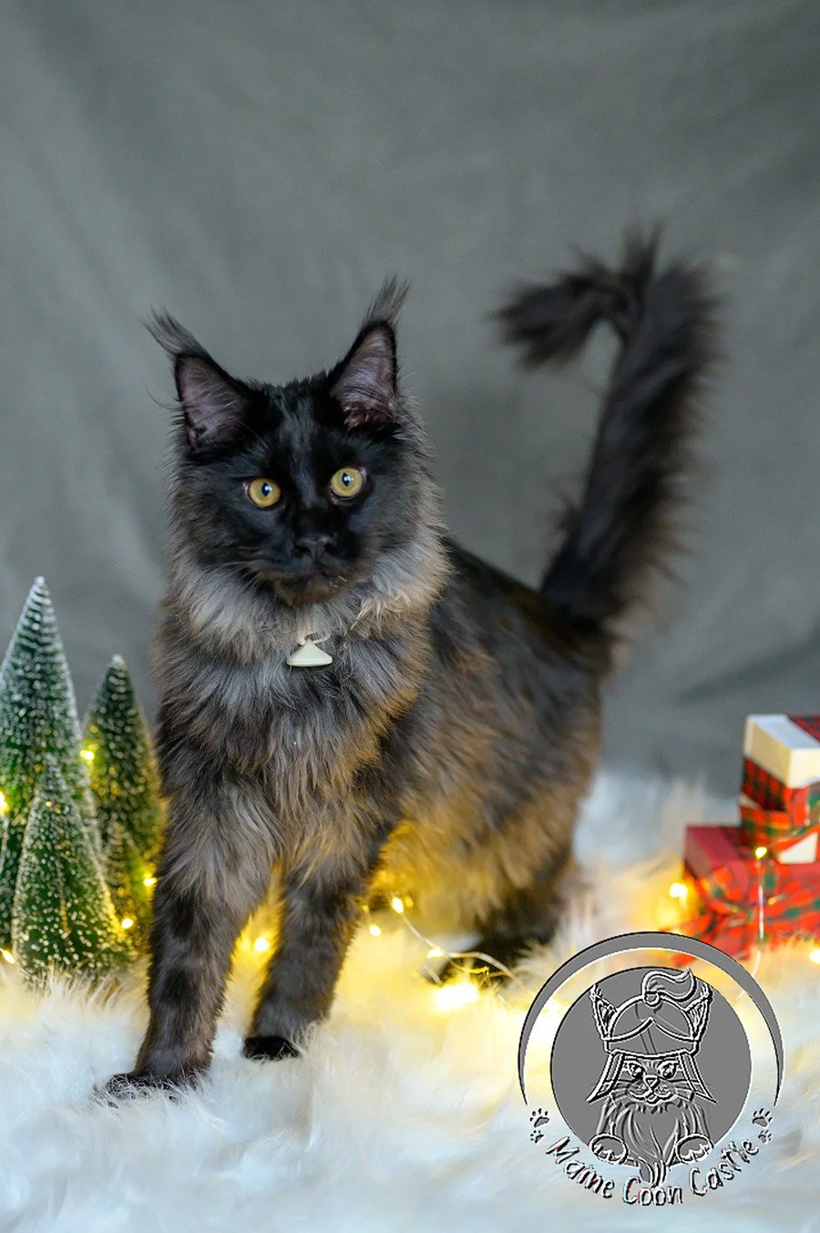 Xenith – Black Smoke Maine Coon Male