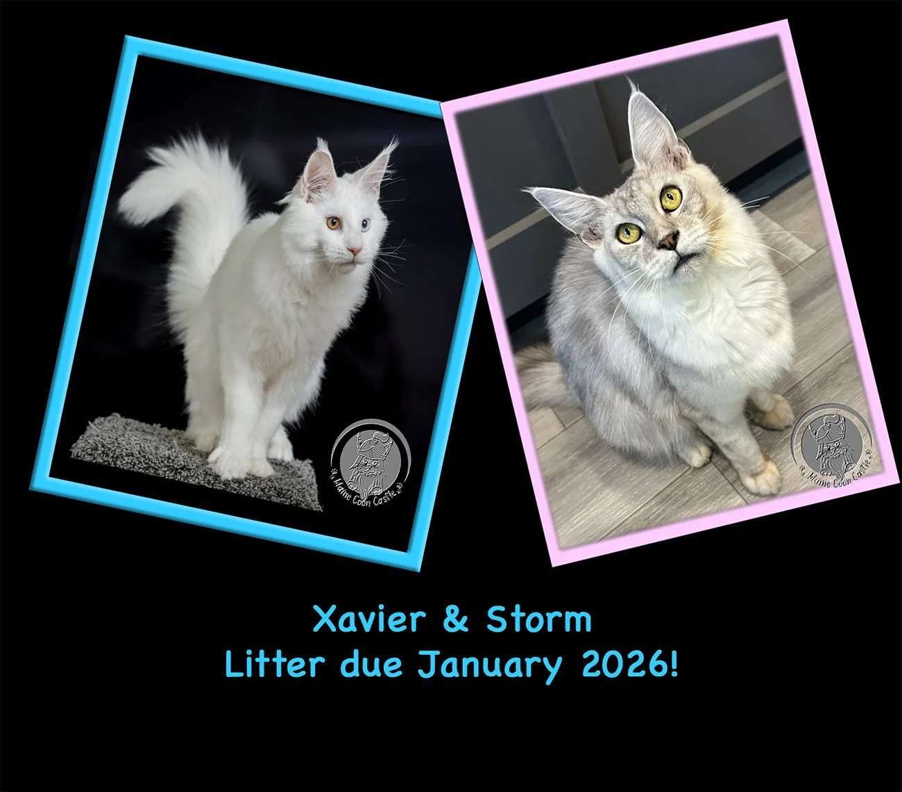 Xavier and Storm are our next expecting parents with a litter expected in January 2026!