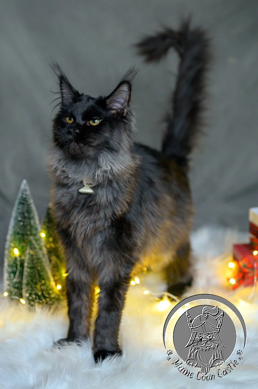 Black Smoke Maine Coon Male Xenith – Classic Structure &amp; Type
