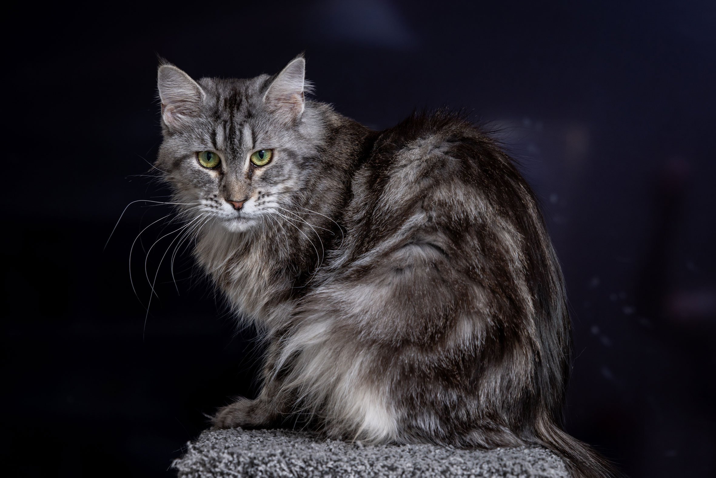 Cassie - Available Retired Maine Coon