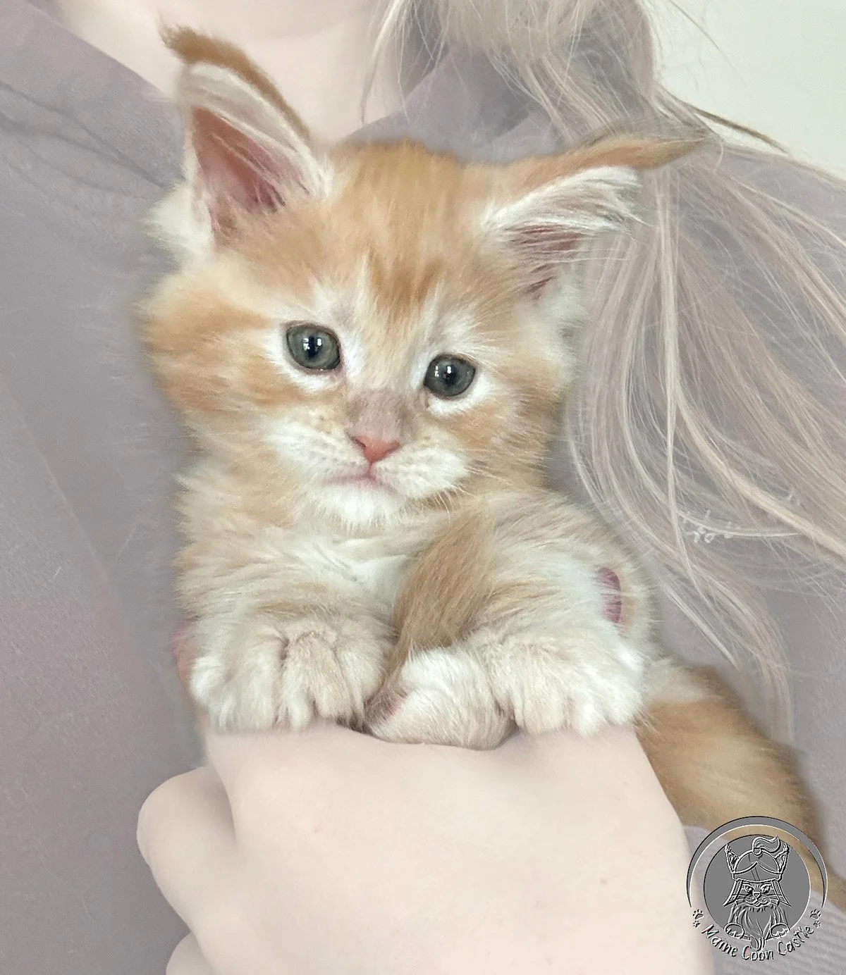 Peaches - Maine Coon Castle Kitten