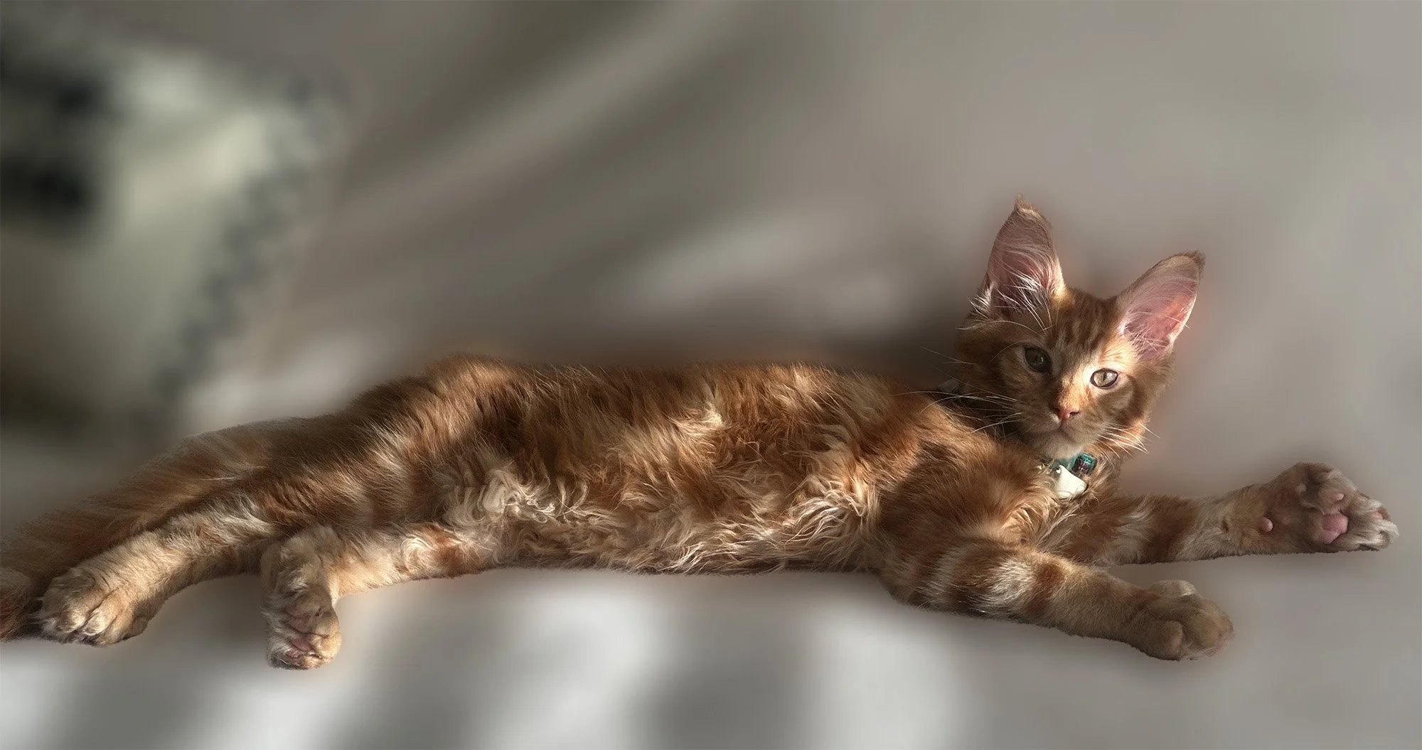 Vulcan from Viva's 2025 litter