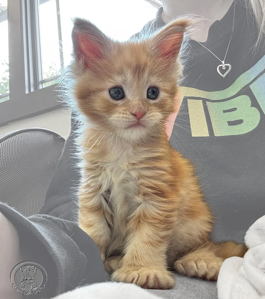 Maine Coon Castle Peaches - Red