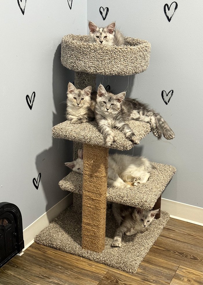 Behind the Scenes in The Life of a Pedigreed Cat Breeder