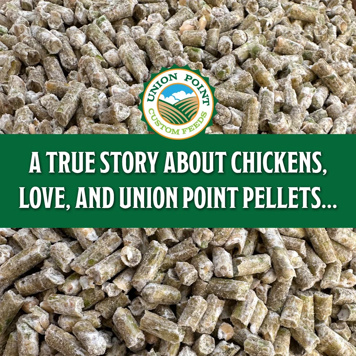 Our New Flock Conducts an Unintentional Pelleted Feed Test