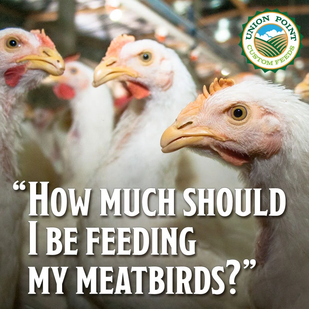 How Much Feed Do Meat Birds Need?