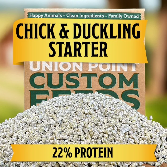 Chick & Duckling Starter: Early Learner Feed (22% Protein)