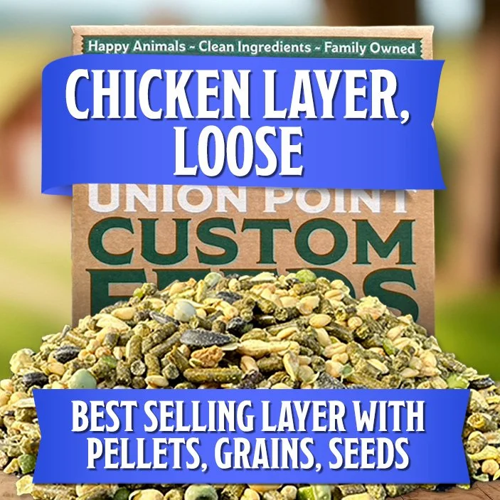 Chicken Layer: Whole Grains with Cold-Pressed Pellets (18% Protein)