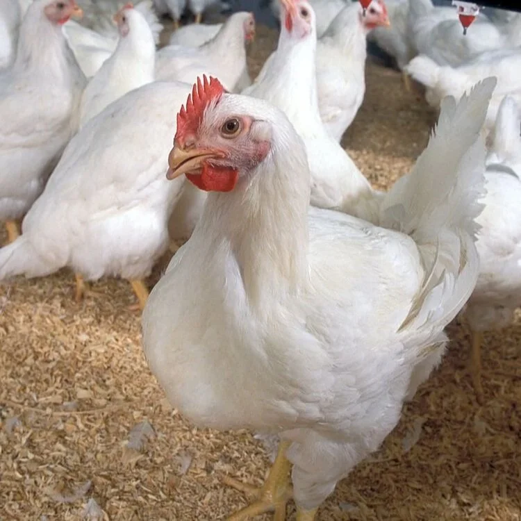 Photo of meatbird
