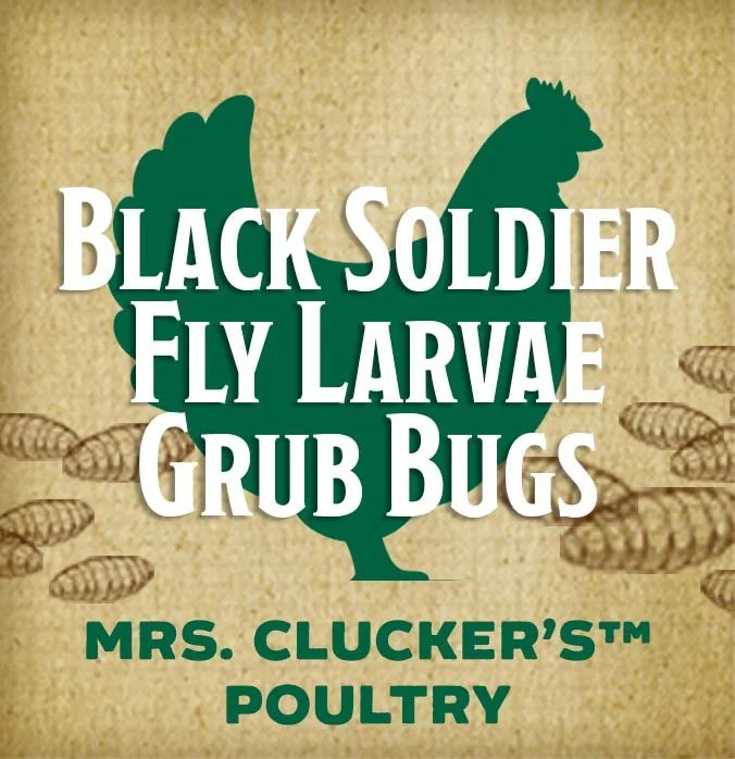 Black-soldier-fly-larvae-grub-bugs-btn.jpg