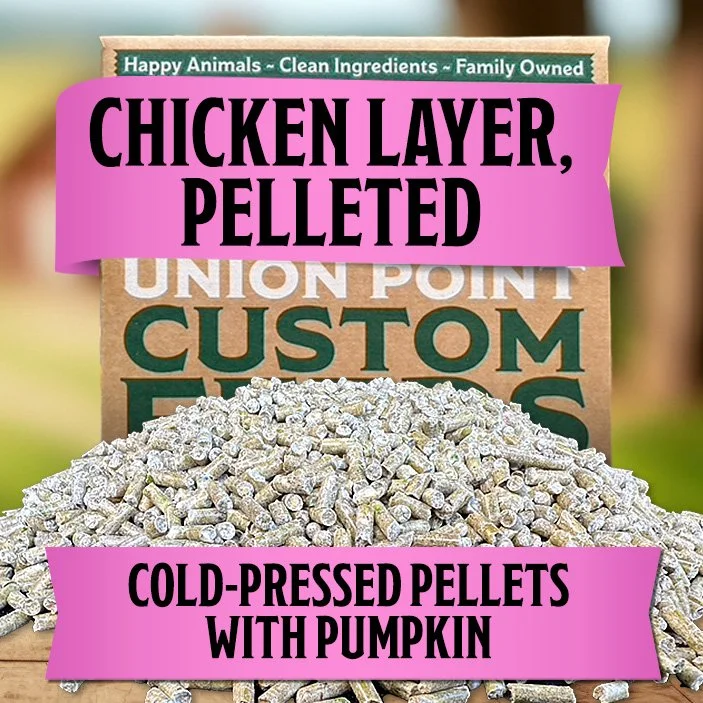 Chicken Layer: Cold-Pressed Pellets with Pumpkin (18% Protein)