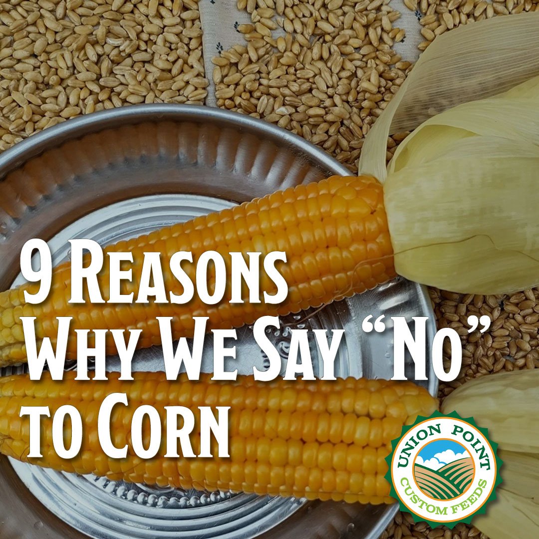 Why corn should not be in animal feed photo of corn with type