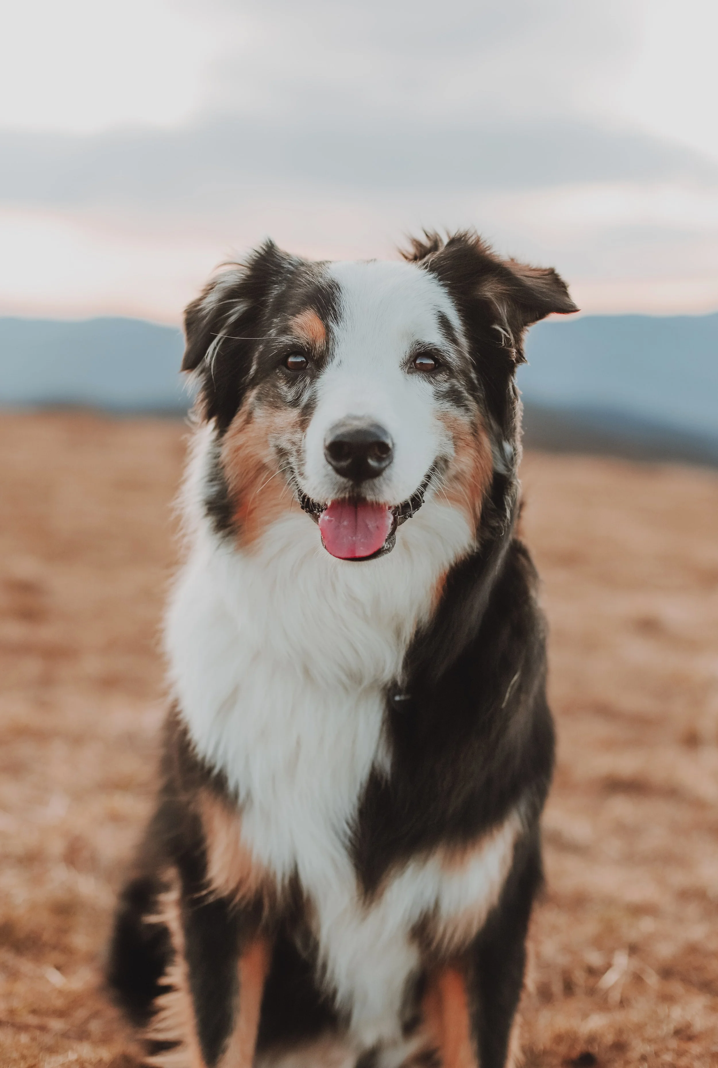 Dog Shepherd Image | Unsplash | Bay View Bark Rebrand