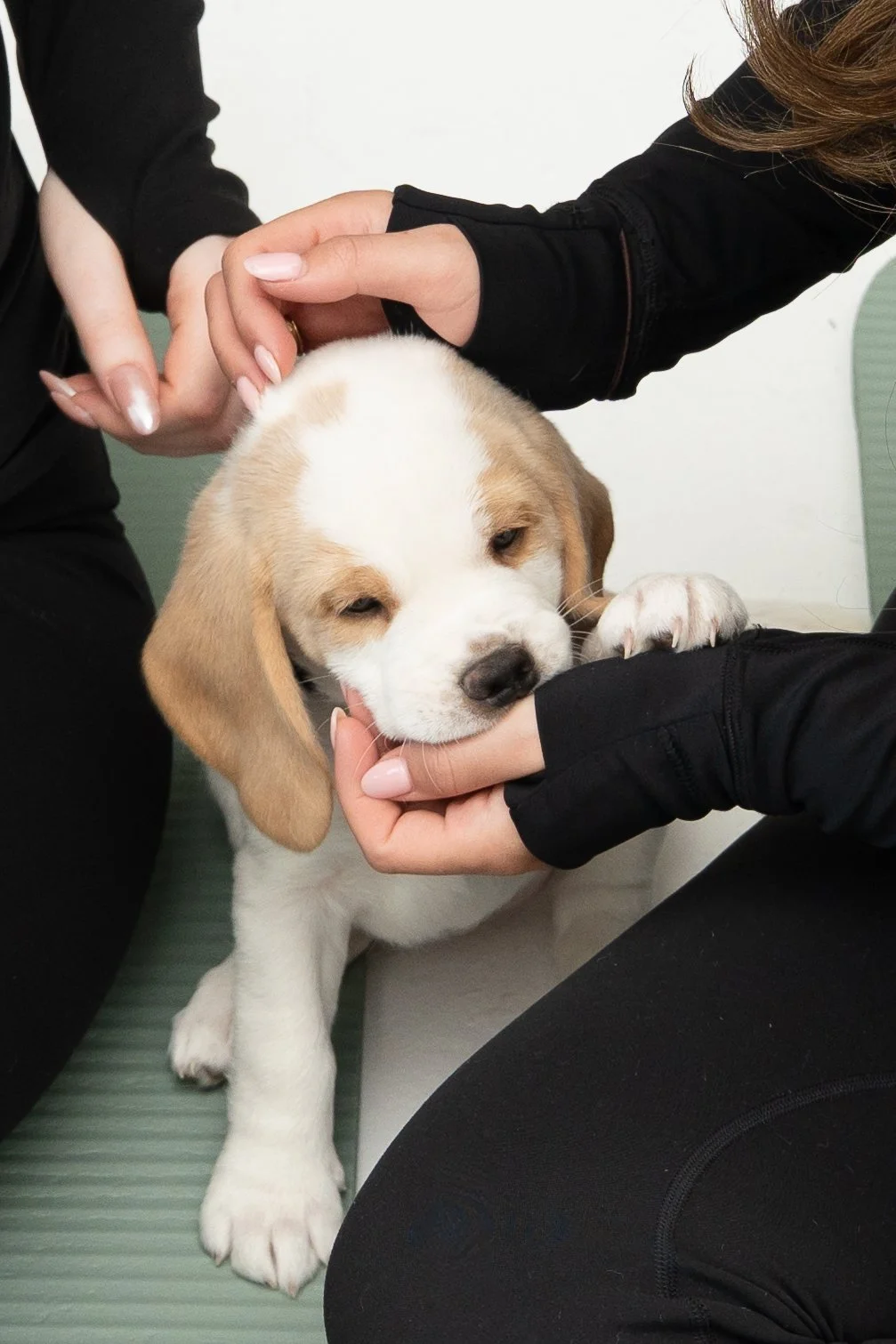 A puppy with light brown and white fur being gently held and petted by two people, one on each side, in a close-up indoor setting.