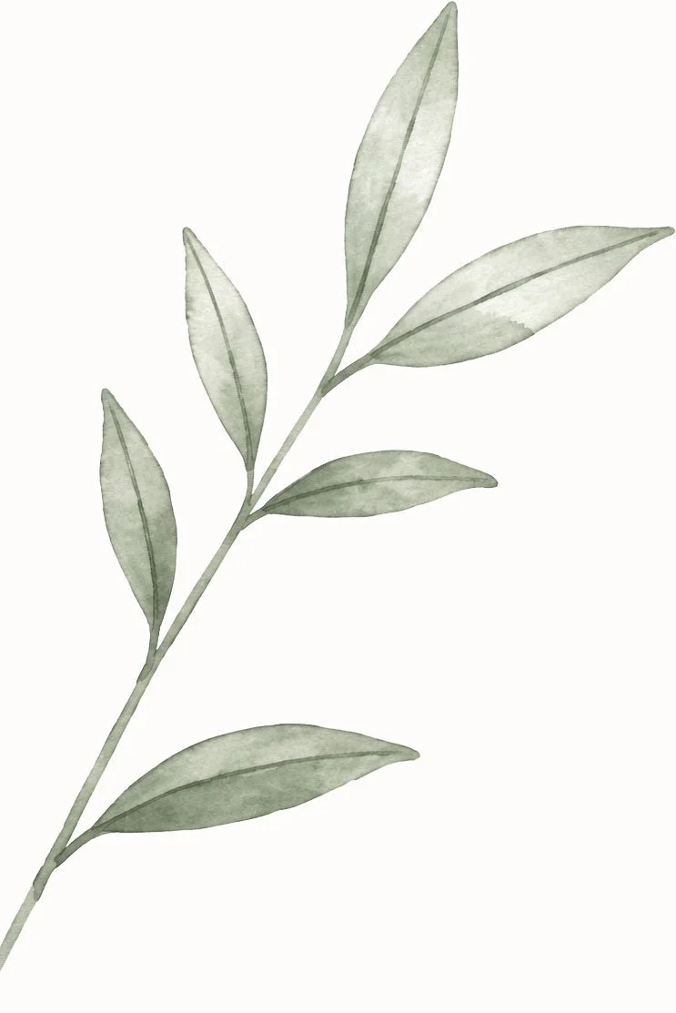 Watercolor illustration of a green leafy plant with elongated leaves on a white background.