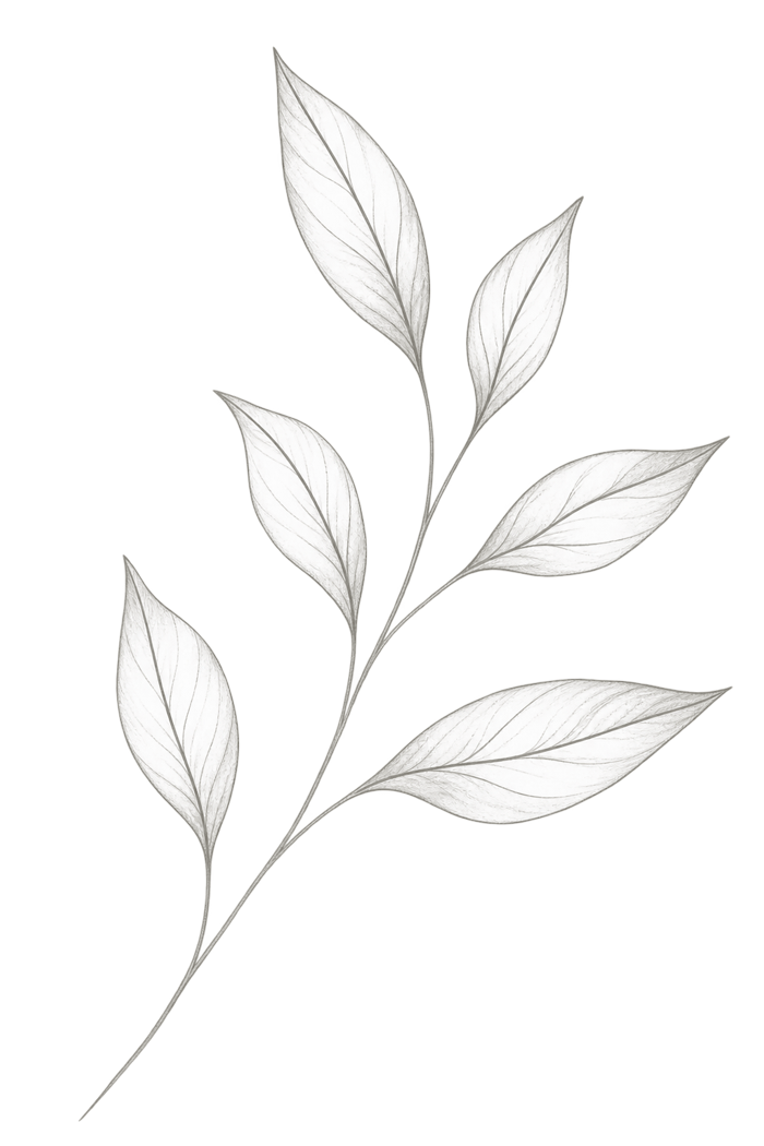A drawing of a plant