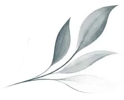 A watercolor illustration of three elongated leaves in shades of gray and green emerging from a single stem.