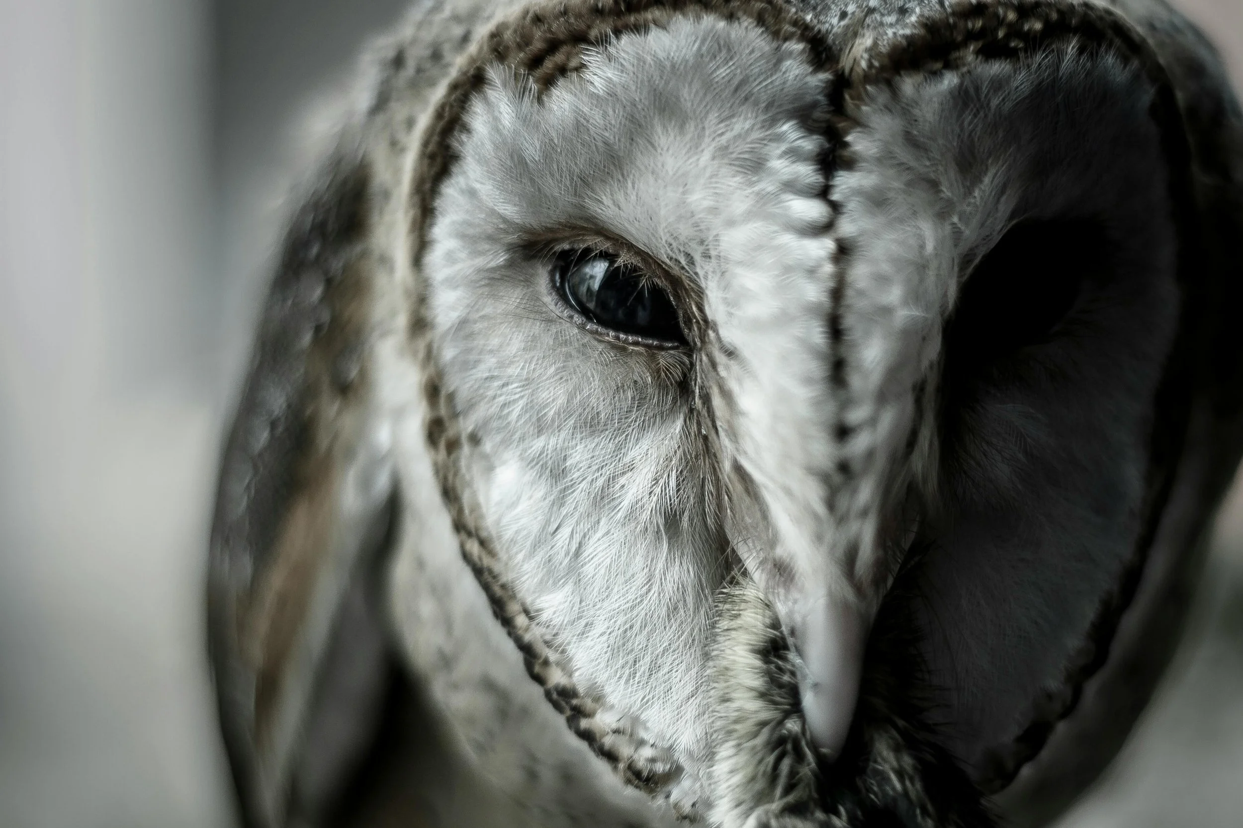 Detailed image of an owl’s eye, symbolizing deep focus and inner awareness used in Brainspotting therapy for trauma, anxiety, and emotional healing.