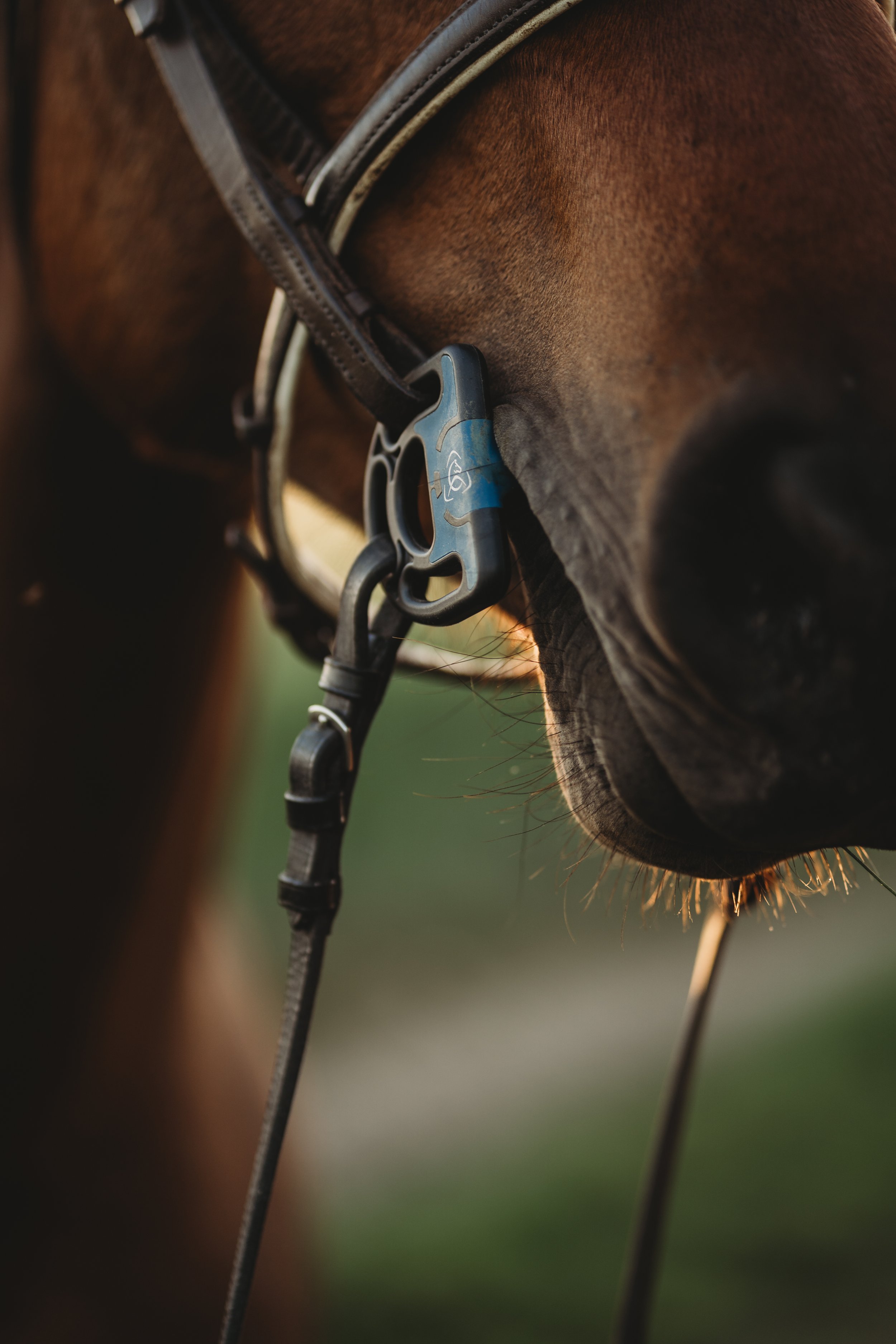 Close-up of a horse's muzzle with a bridle bit and reins.