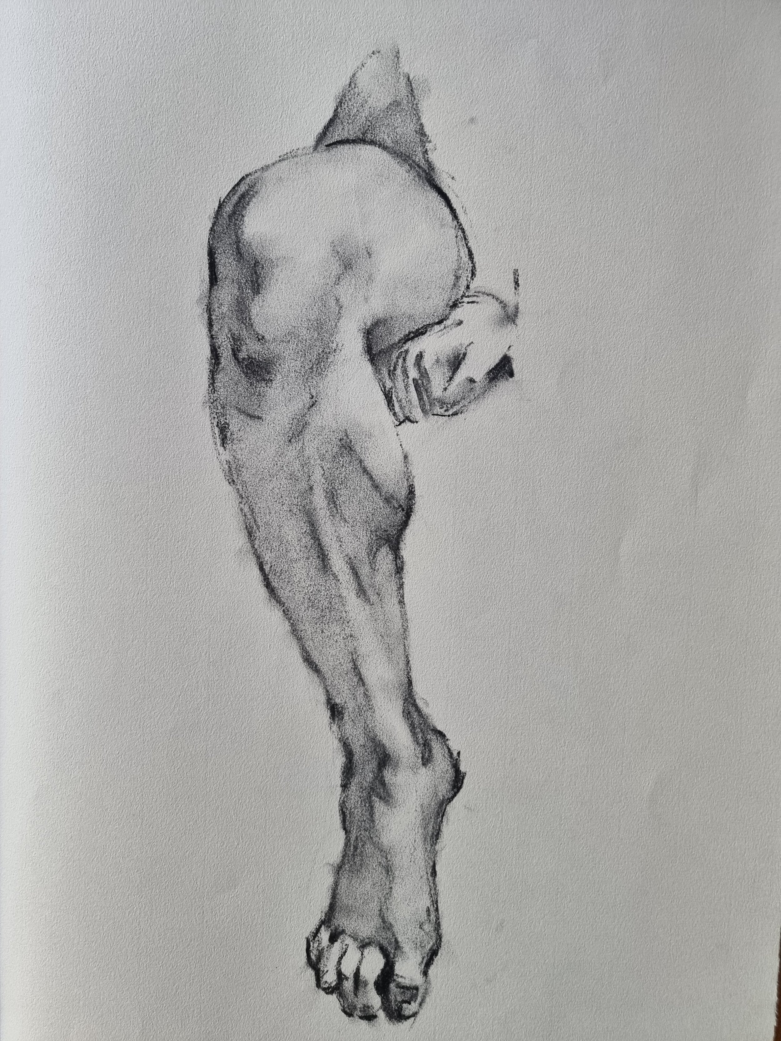 Jambe.jpg