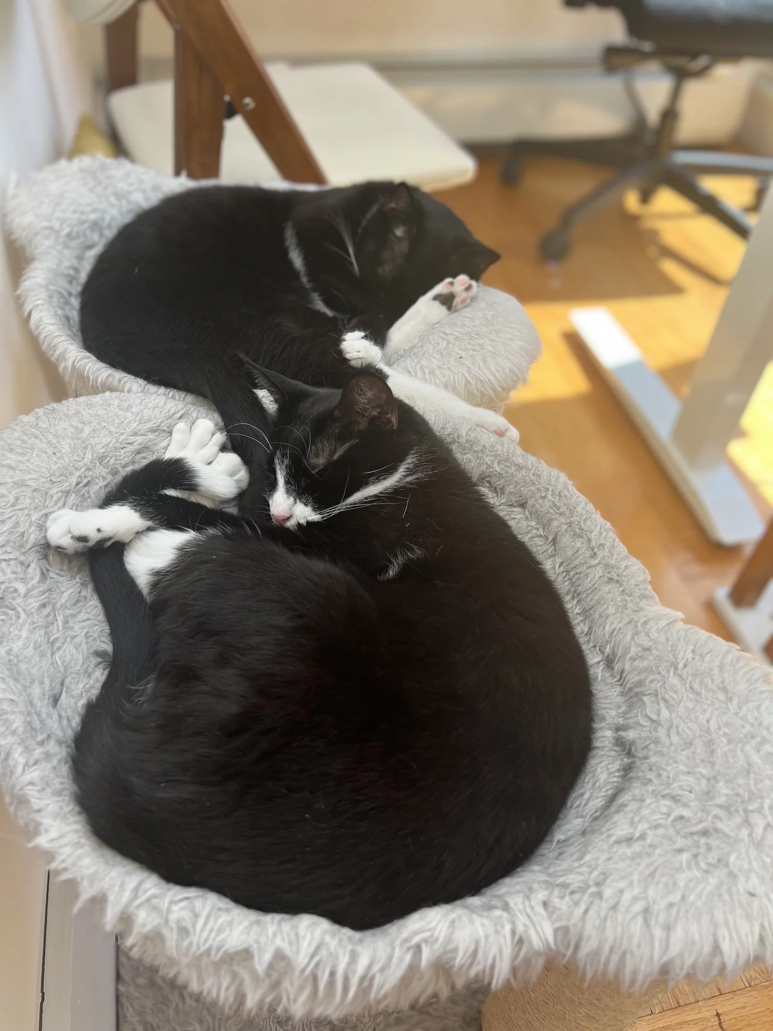 Judy's cats resting together at home.