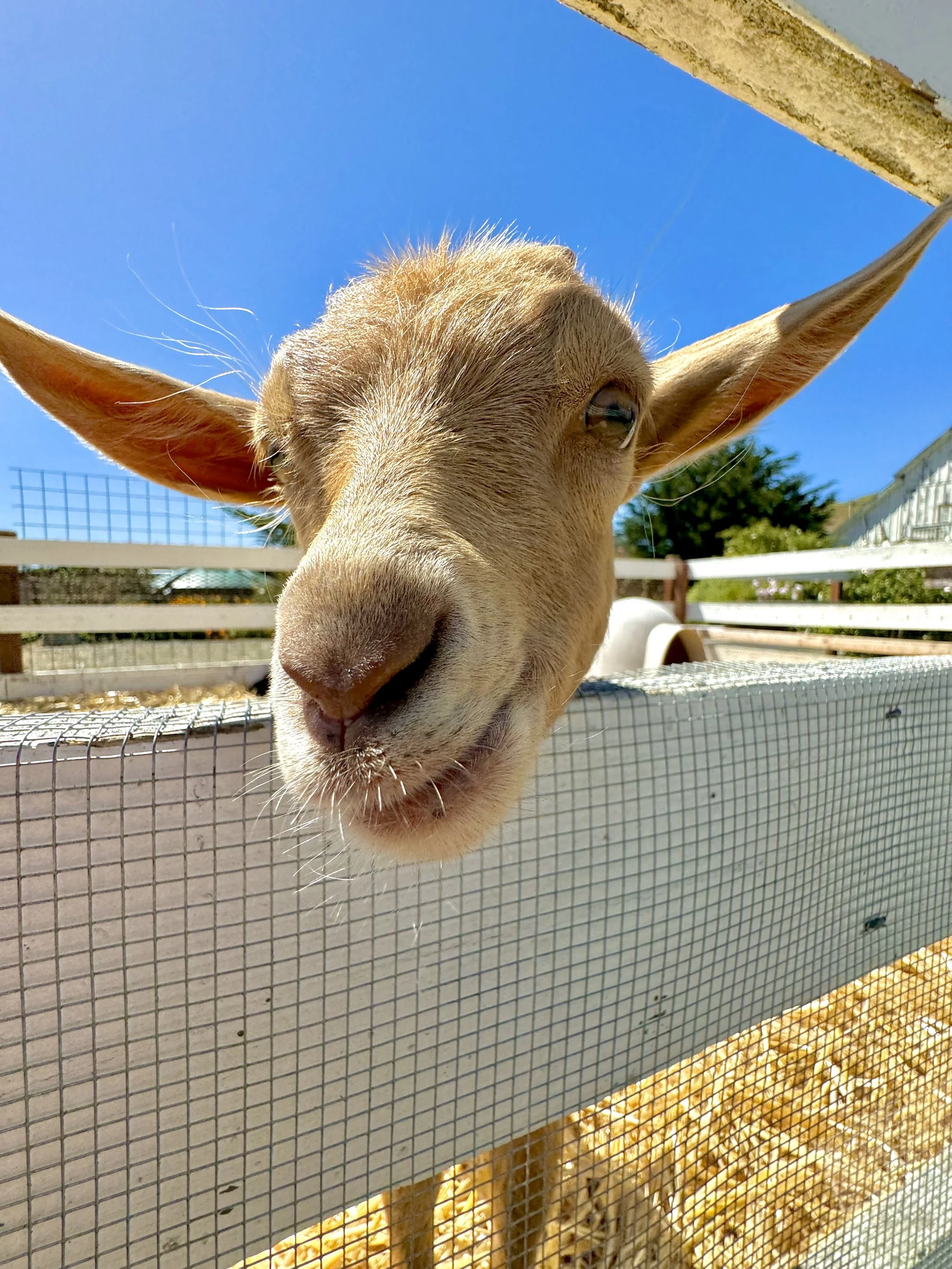 Goat Face.jpeg