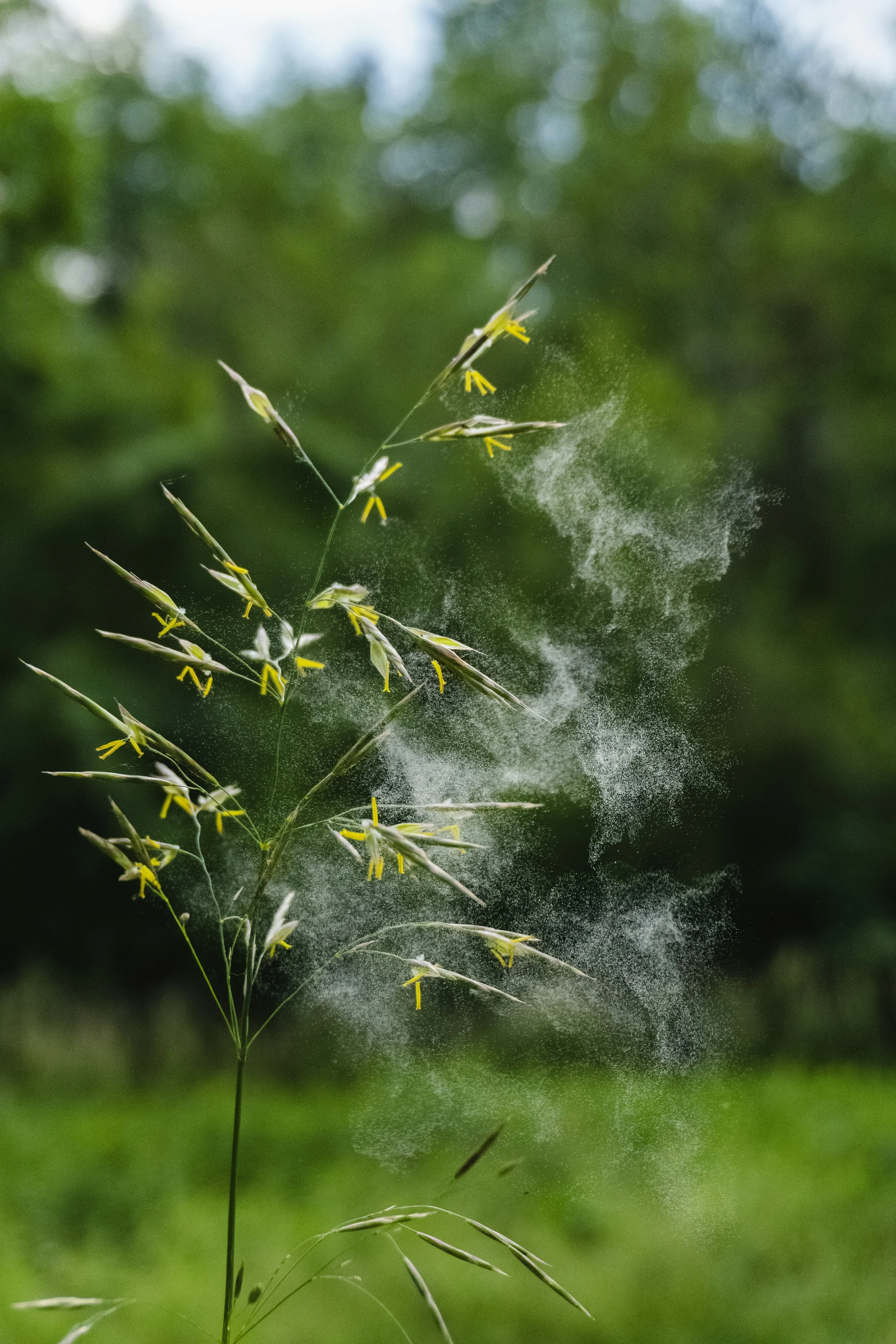Advice for Seasonal Allergies