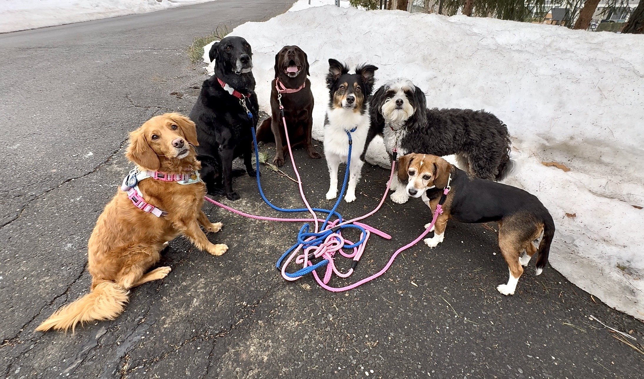 The Posh Dog Group Dog Walk Greenwich Ct