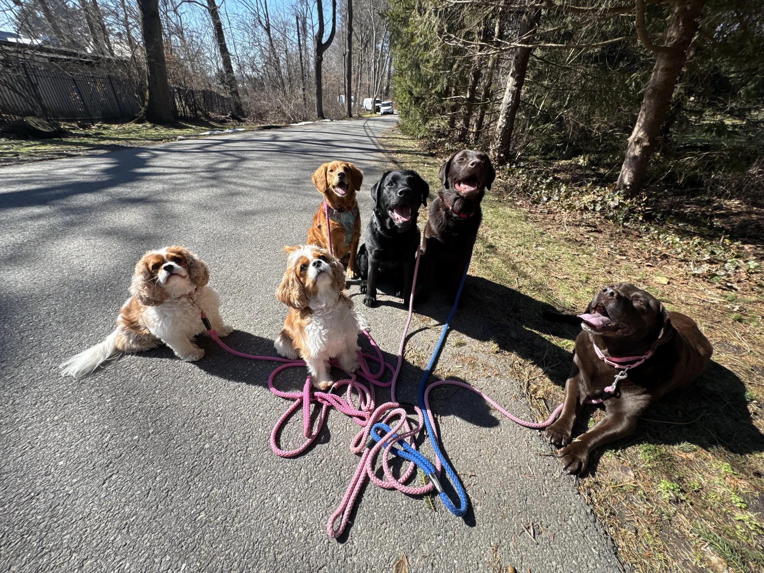 The Posh Dog Group Dog Walk Greenwich Ct