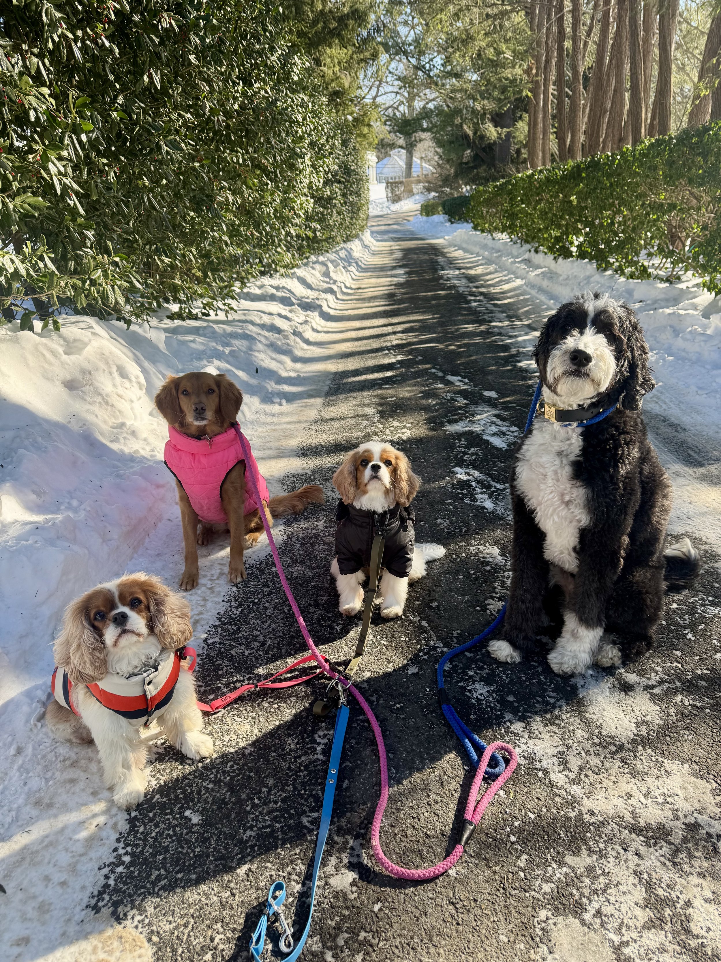 Dog Walking in Greenwich CT | The Posh Dog