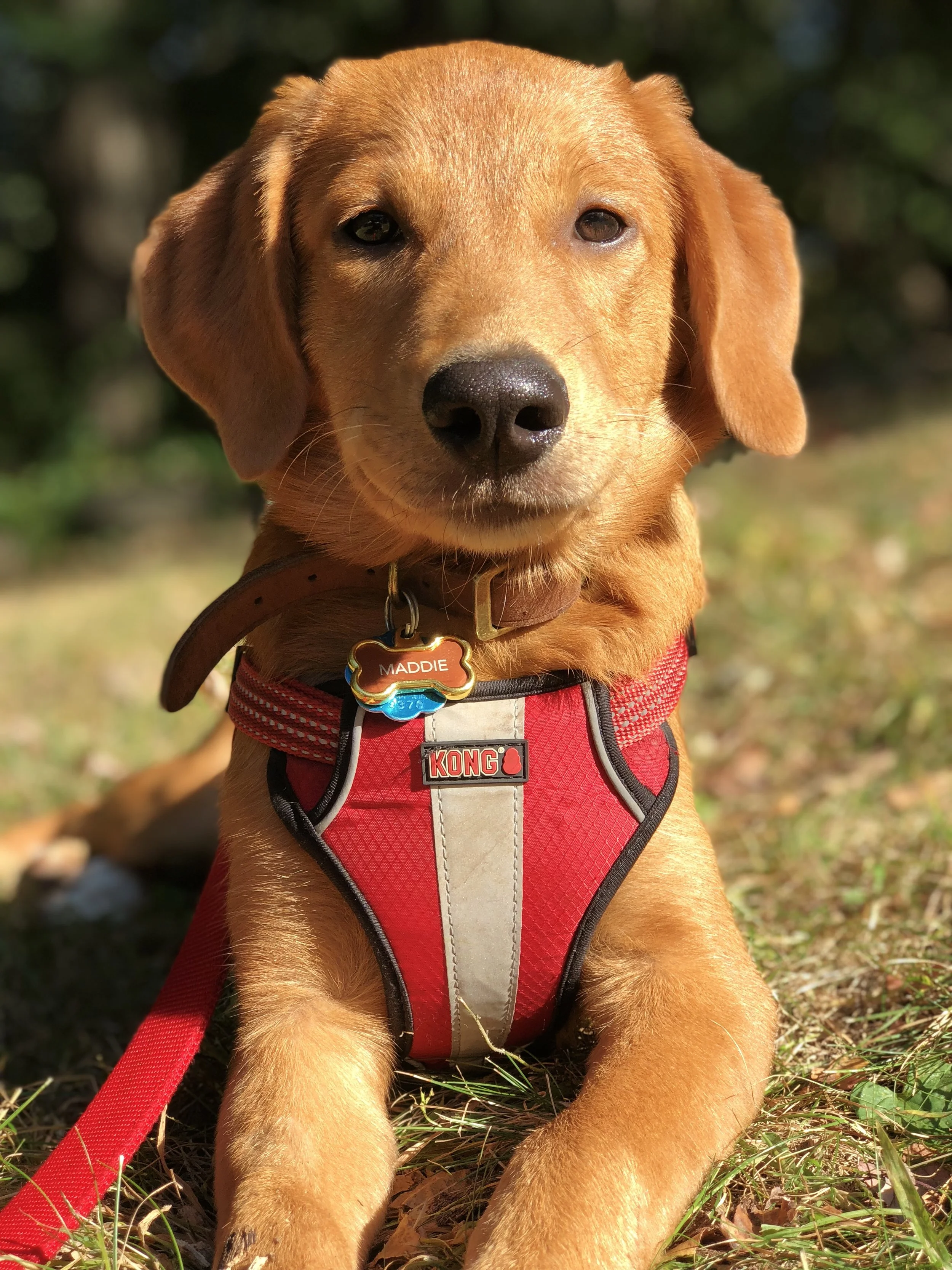 Dog walker Greenwich CT