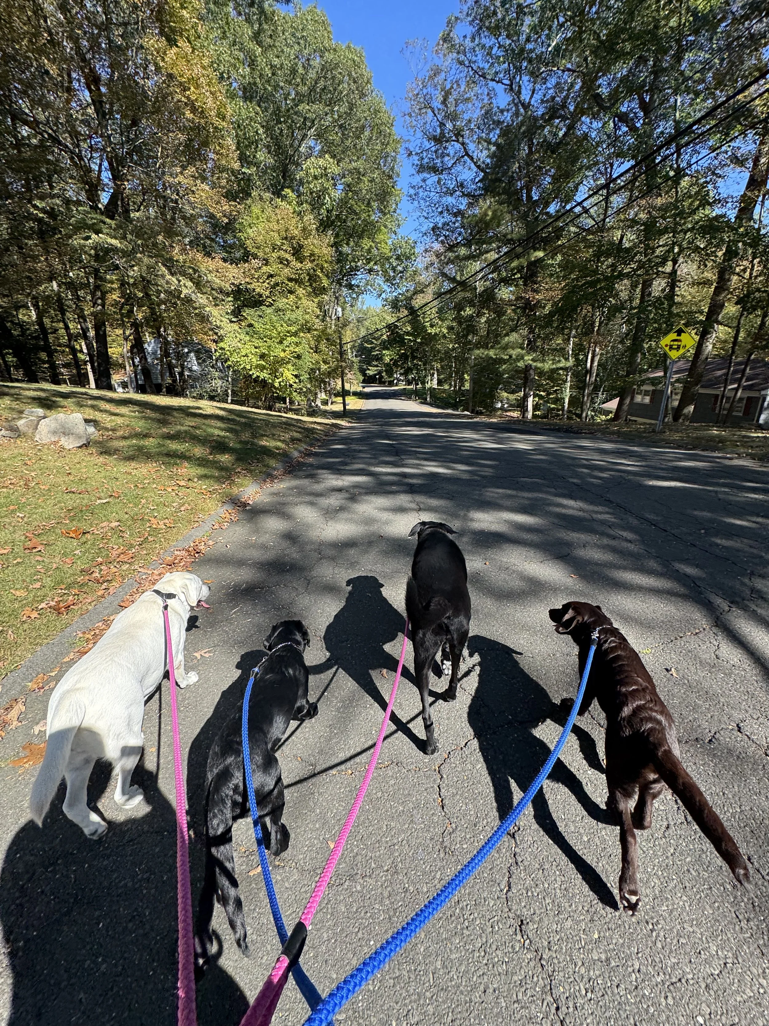 The Posh Dog Group Dog Walk Greenwich Ct