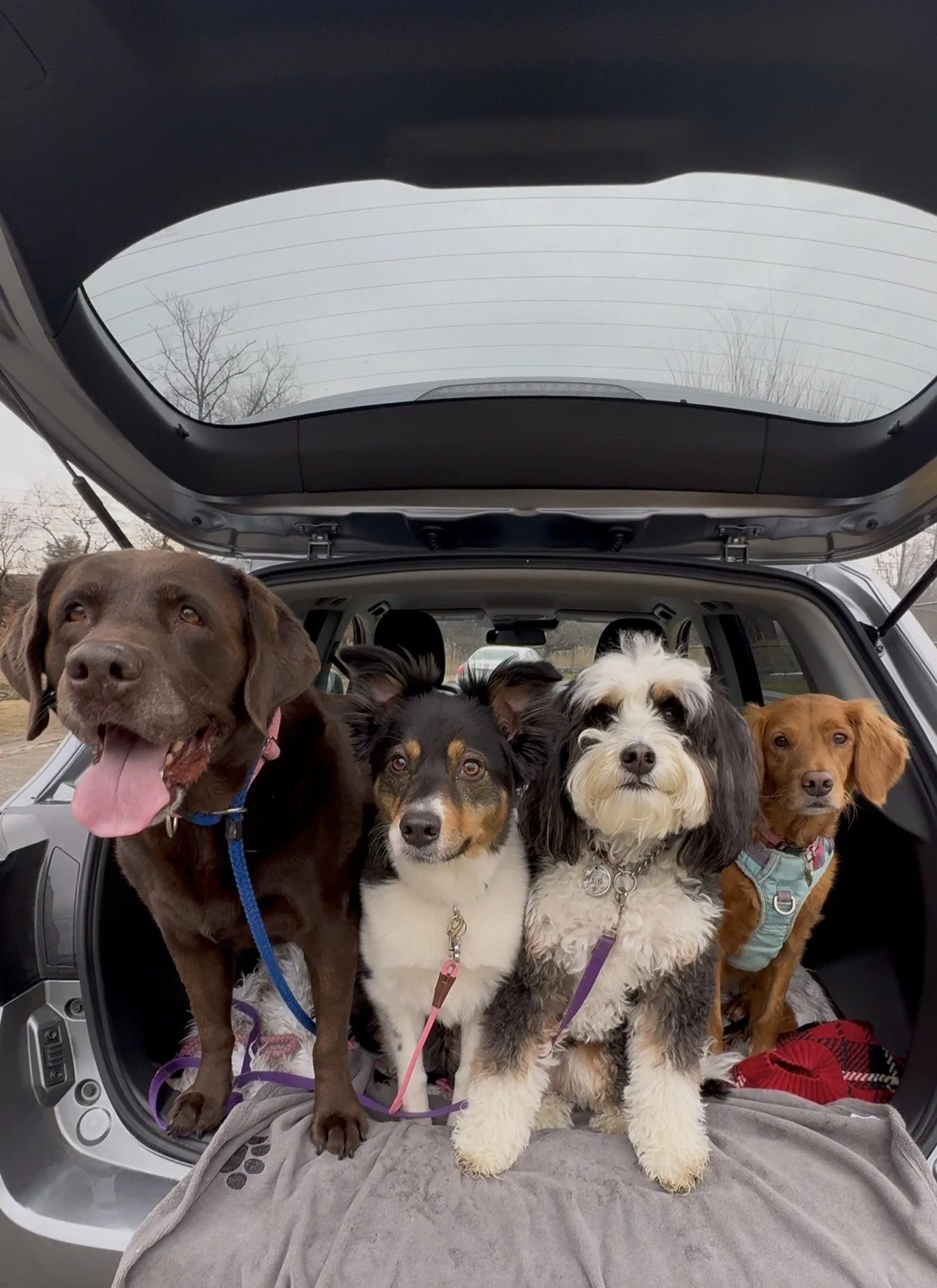 The Posh Dog Group Dog Walk Greenwich Ct