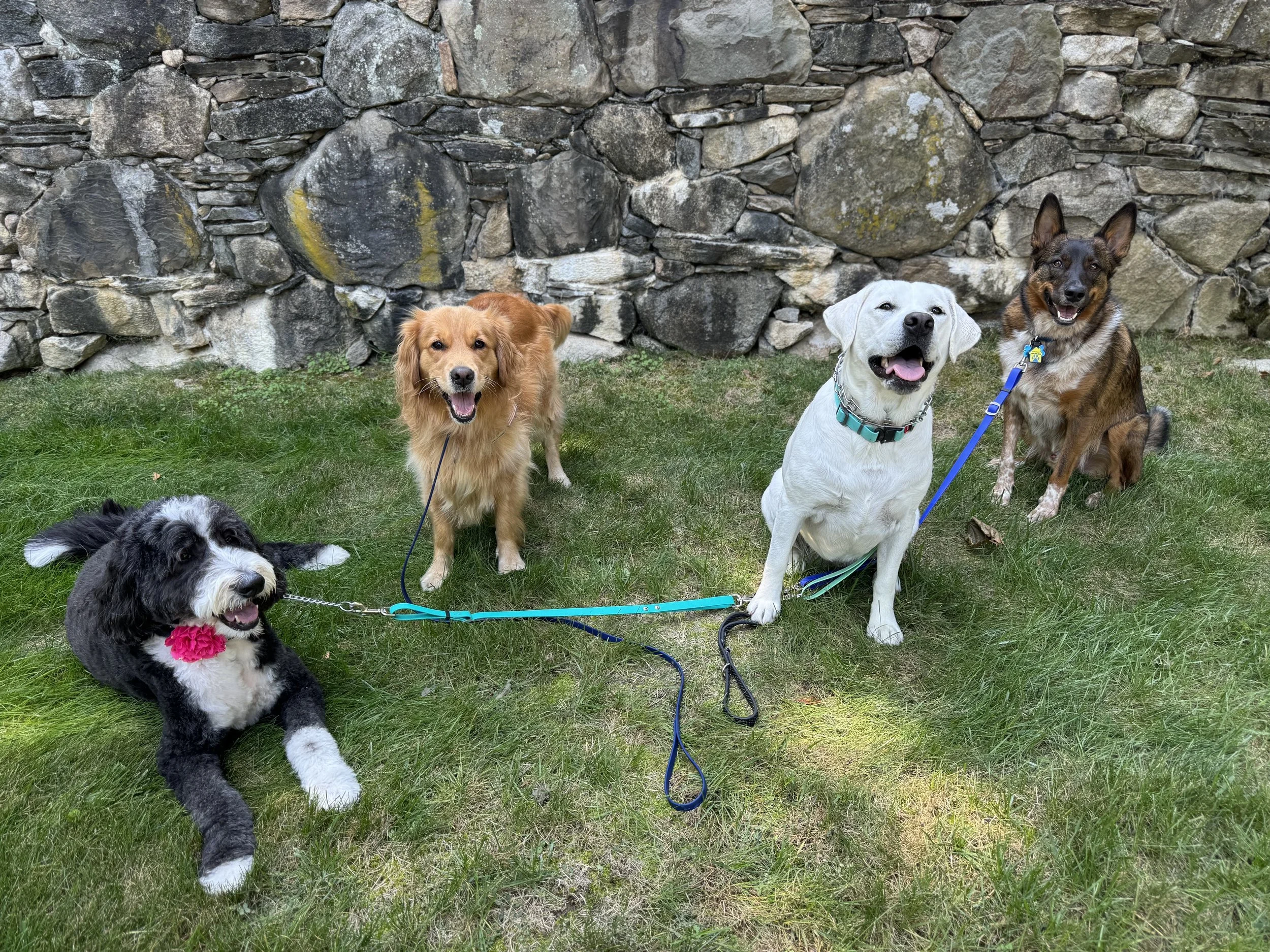 The Posh Dog Group Dog Walk Greenwich Ct