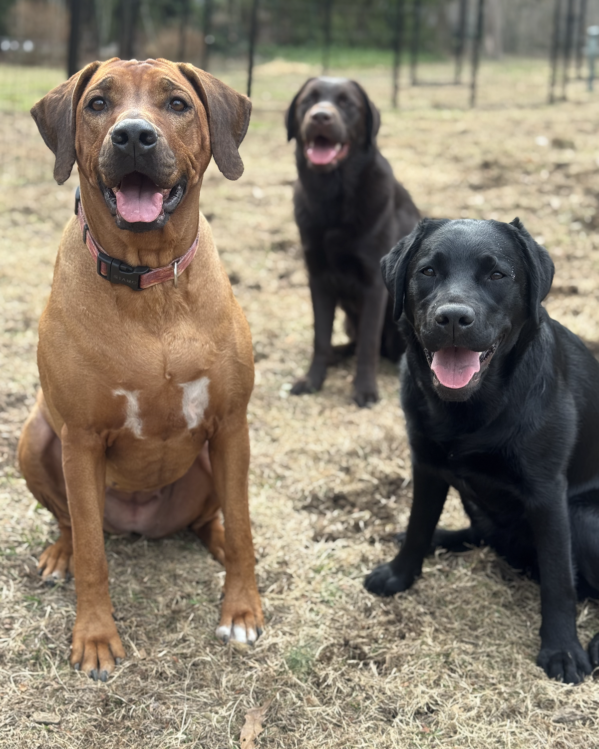 Dog Walking Greenwich CT