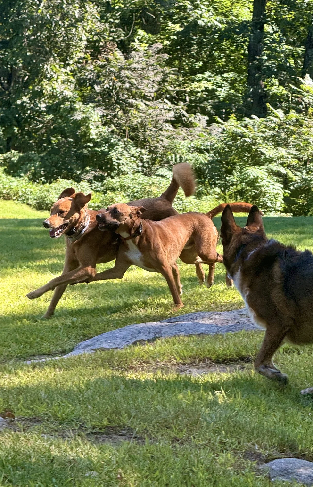 The Posh Dog Group Dog Walk Greenwich Ct