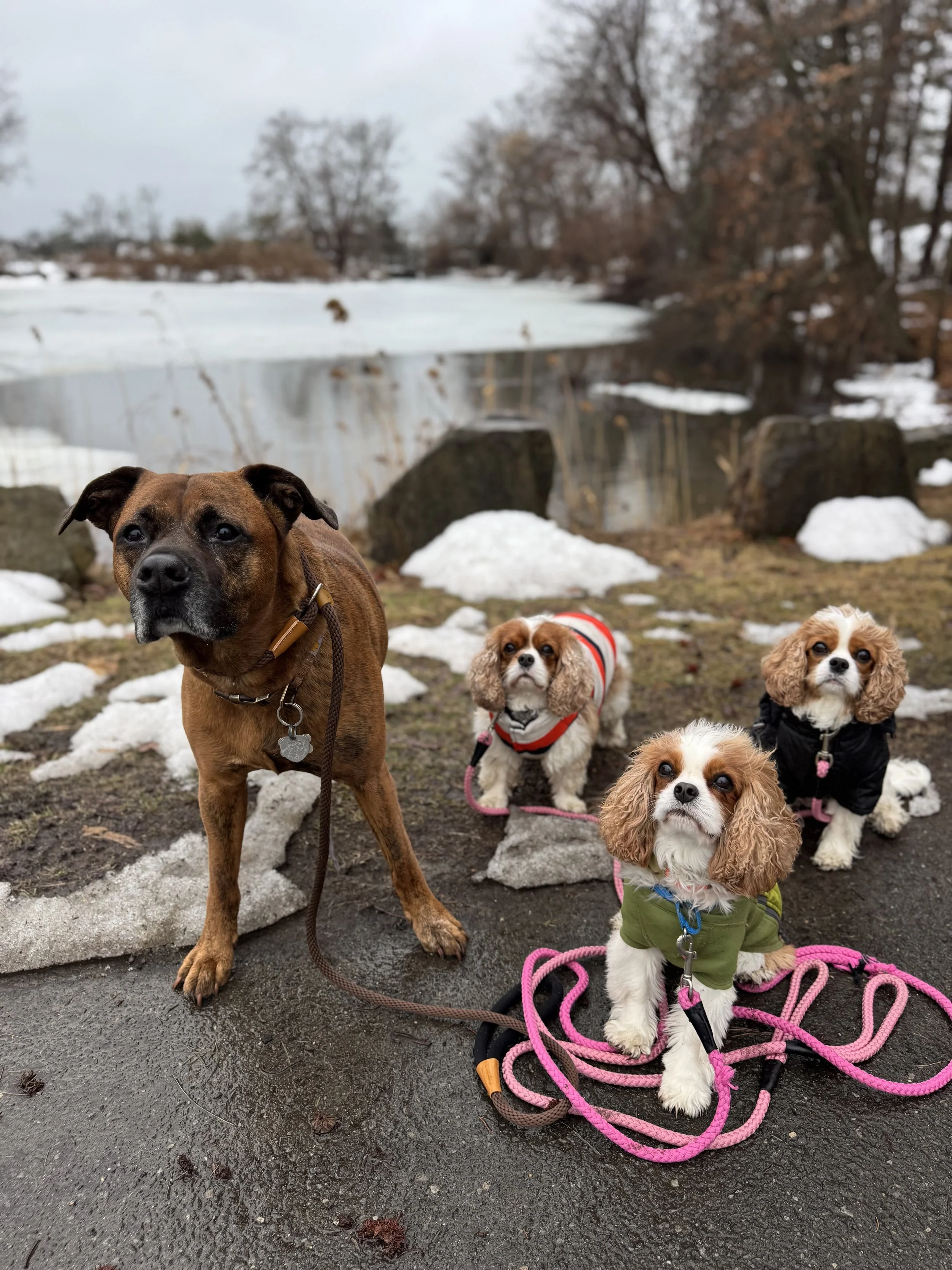 The Posh Dog Group Dog Walk Greenwich Ct