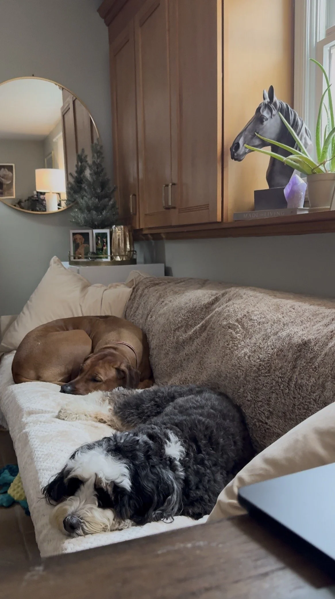  Dog Walker Greenwich Ct